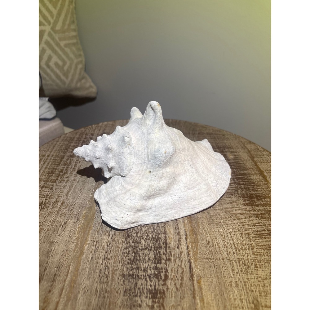 Real Sea Shell / Queen Conch Shell